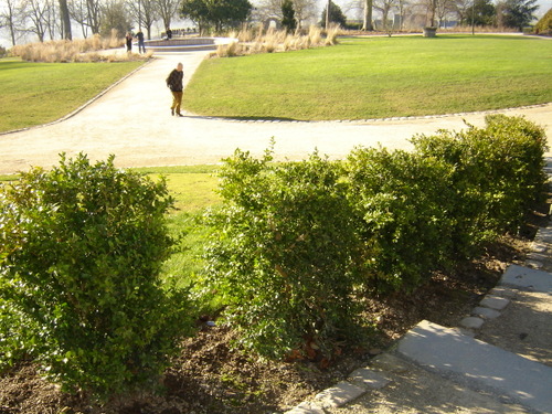 Jardin janv 2008